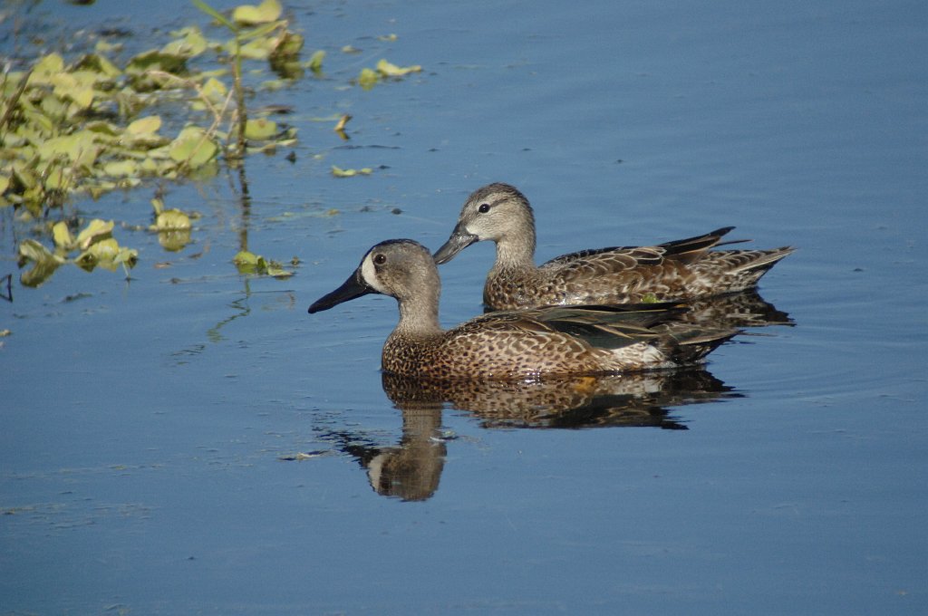 Duck, Blue-winged Teal, 2010-01288071 Eagle Lakes Community Park, FL.JPG - Blue-winged Teal. Eagle Lakes Community Park, Collier County, FL, 1-28-2010